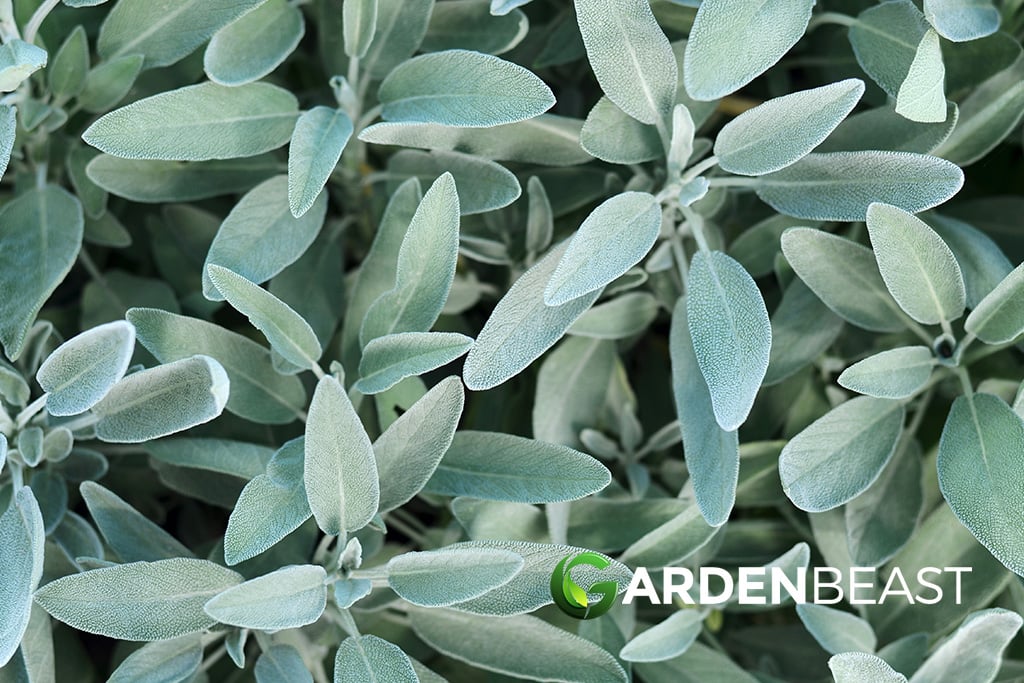 Sage Plant Guide How to Grow & Care for “Salvia Officinalis”