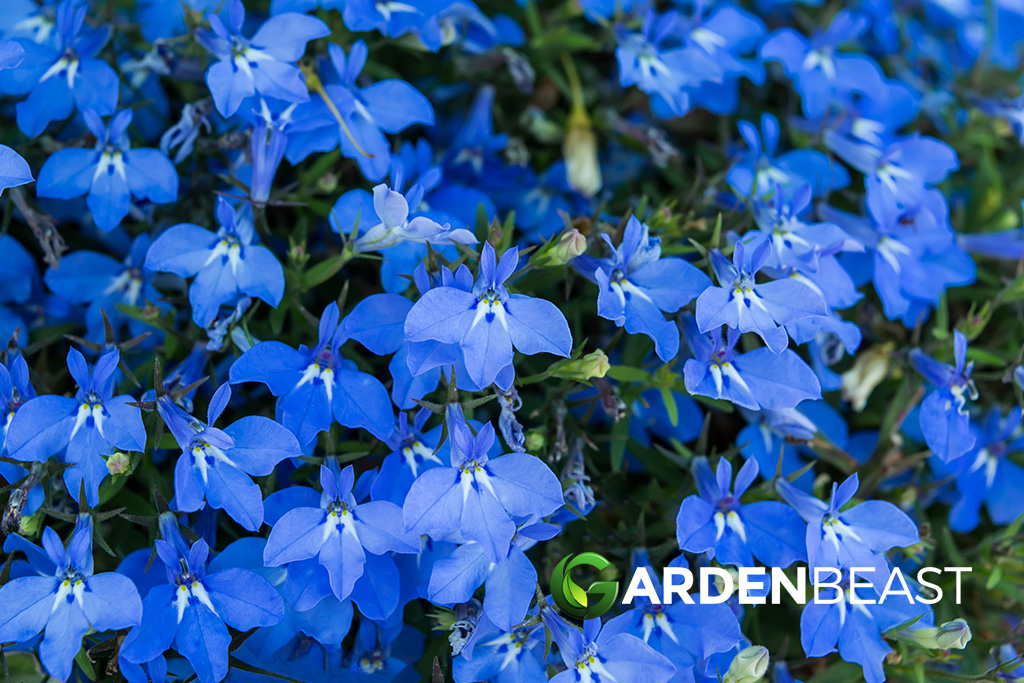 Lobelia Guide How to Grow & Care for “Lobelia Erinus”