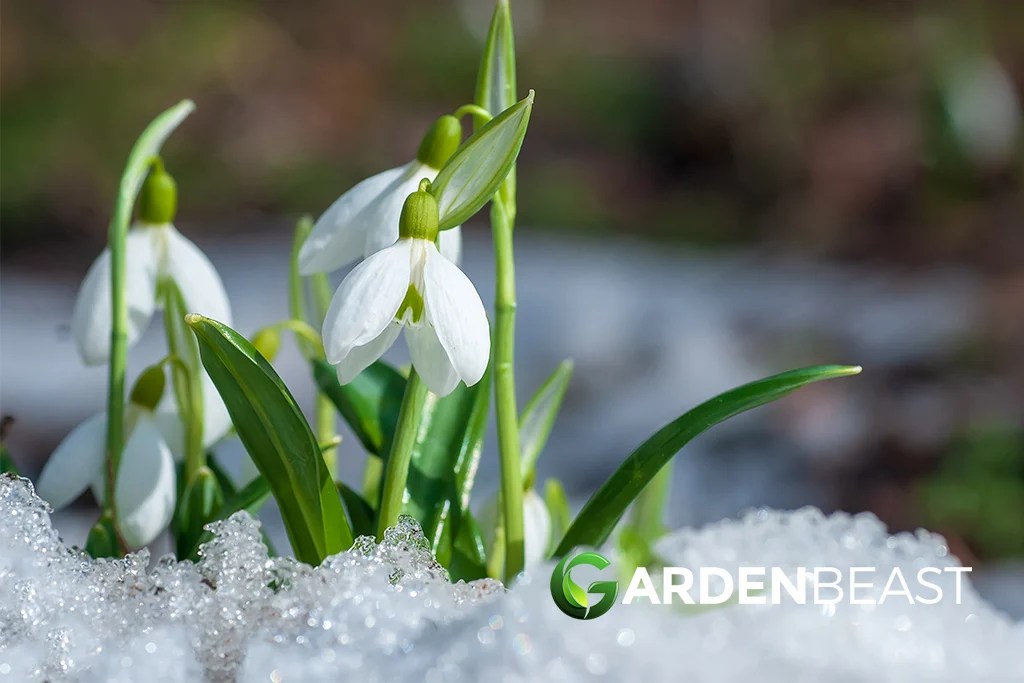 Winter Flowers Our Pick of the Top Plants That Bloom in Winter