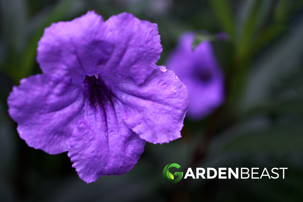 Wild Petunia Guide How to Grow & Care for "Ruellia Humilis"