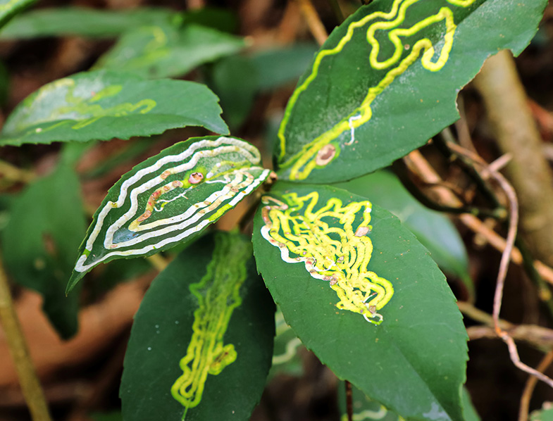 Leaf Miner Guide Complete Guide to Removing These Pests