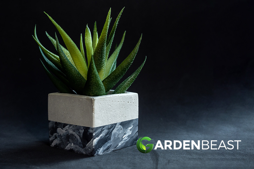 30 Best Low Light Succulents For Growing Indoors atelieryuwa.ciao.jp