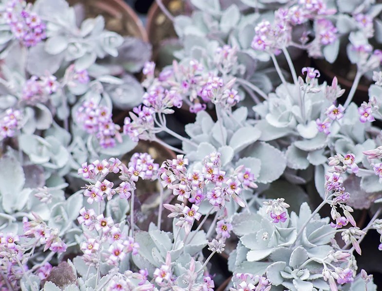 Kalanchoe Pumila Guide How to Grow & Care for “Flower Dust Plant”