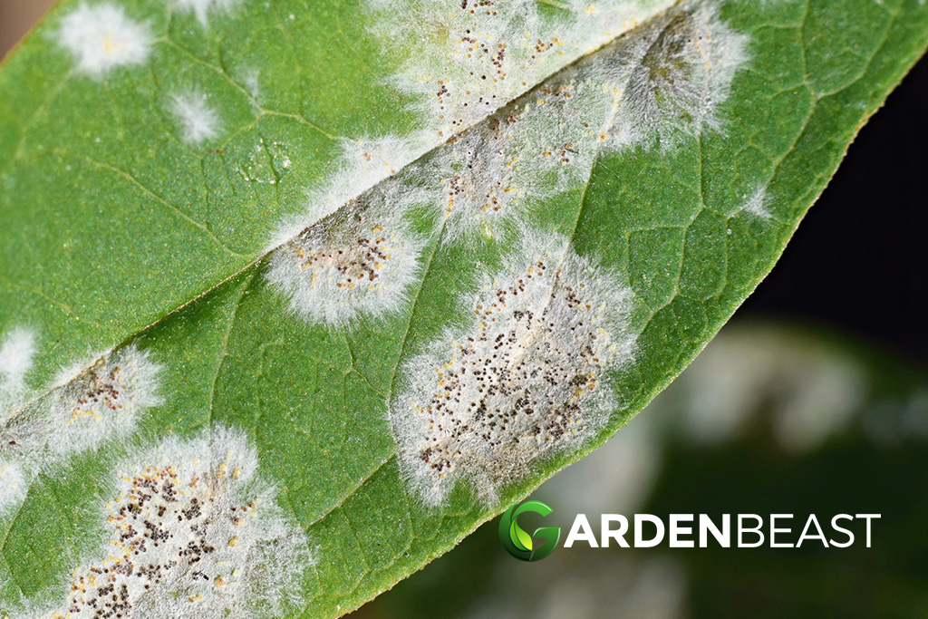 How Do I Get Rid of Powdery Mildew on Pants? All You Need to Know