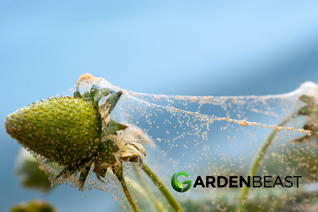 How Do I Get Rid of Spider Mites? Here’s Everything You Need to Know