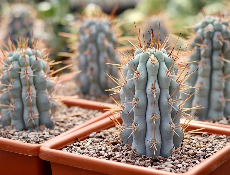 Pilosocereus Pachycladus Guide How To Grow & Care for “Blue Columnar