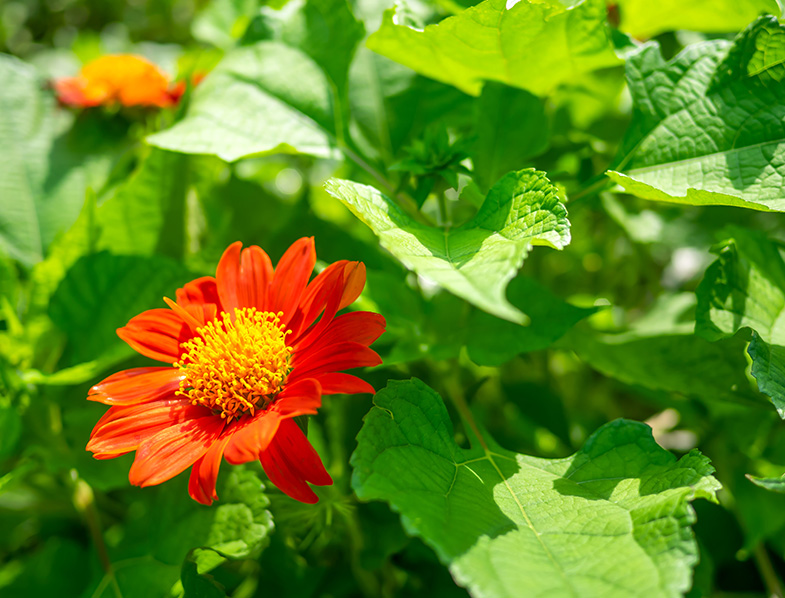 Mexican Sunflower Guide How to Grow & Care for “Tithonia Rotundifolia”