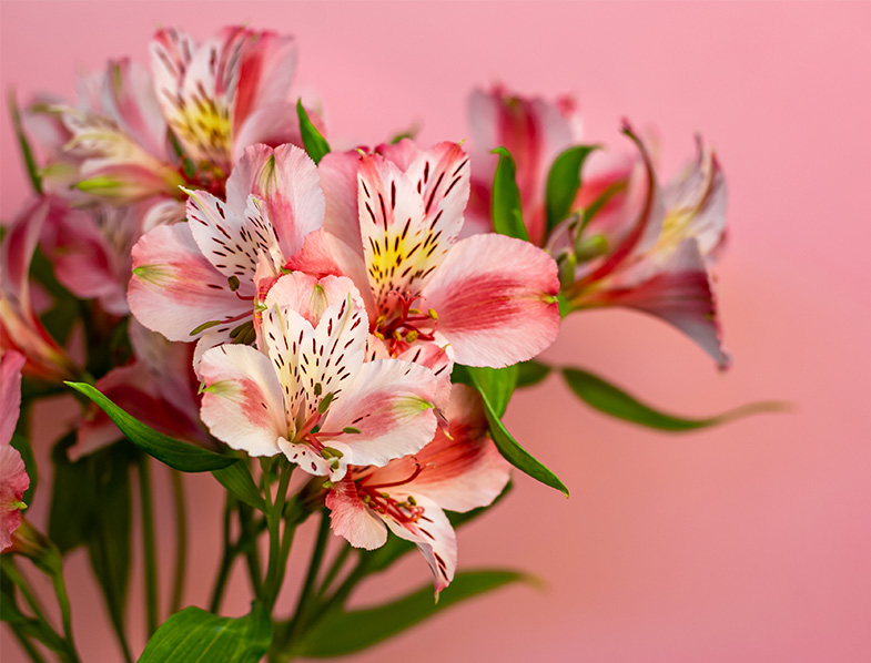 Alstroemeria Guide How to Grow & Care for "Peruvian Lily"