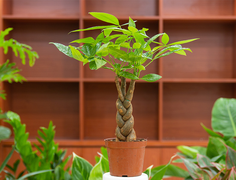 Pachira Aquatica Guide How to Grow & Care for “Money Tree”