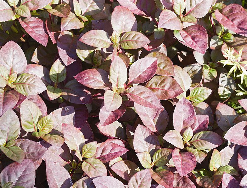 Alternanthera Plants Guide How to Care for “Joseph’s Coat” or “Joyweed”