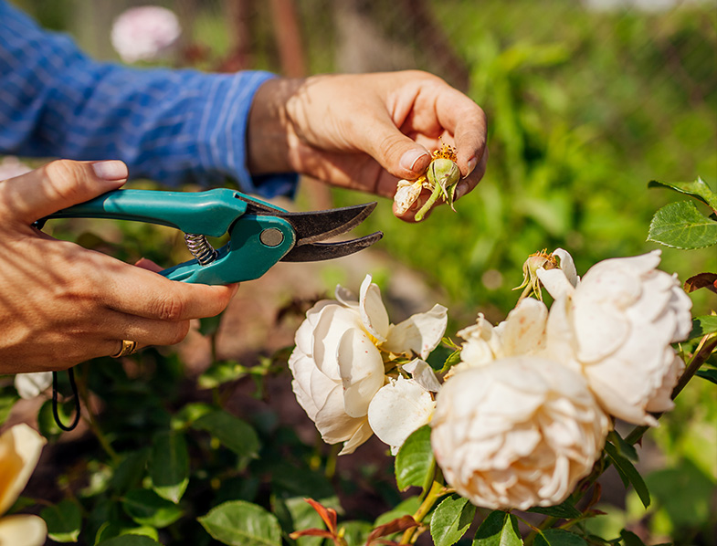 Deadheading How & Why You Should be Deadheading Flowers & Plants