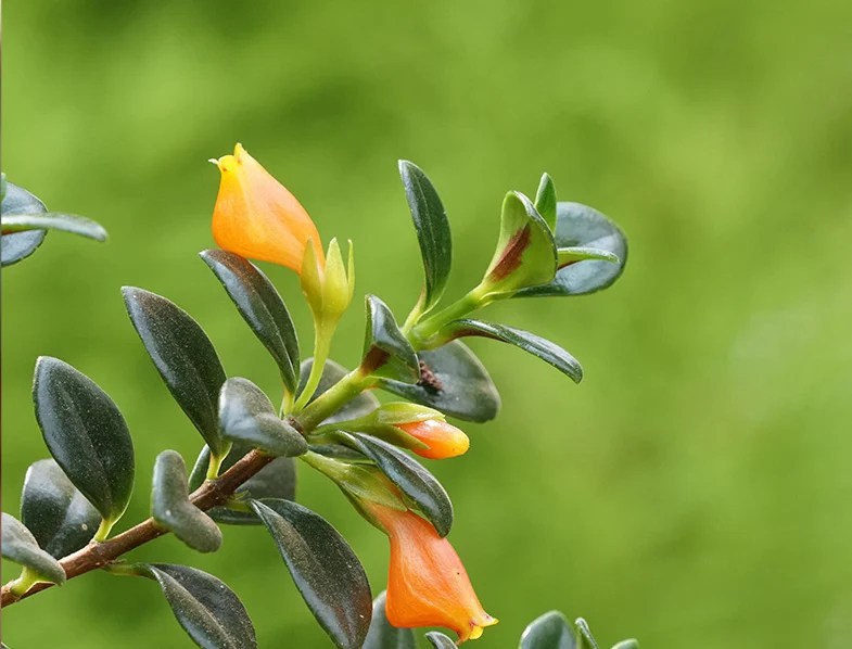 Goldfish Plant Guide How to Grow & Care for “Columnea Gloriosa”