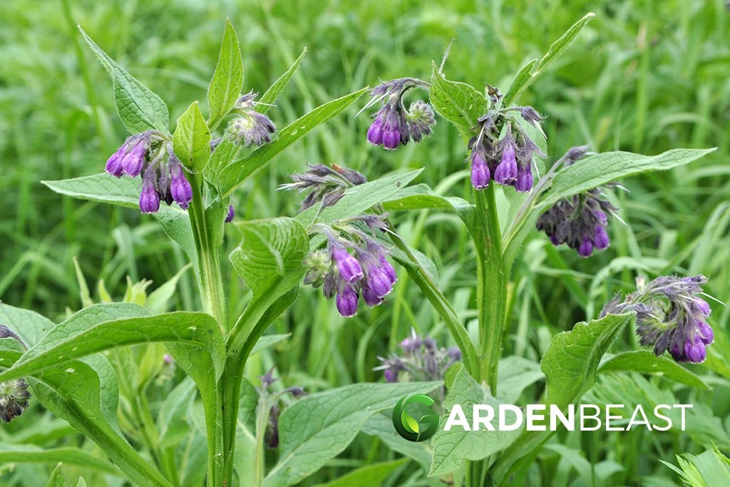 Comfrey Guide How to Grow & Care for “Symphytum”