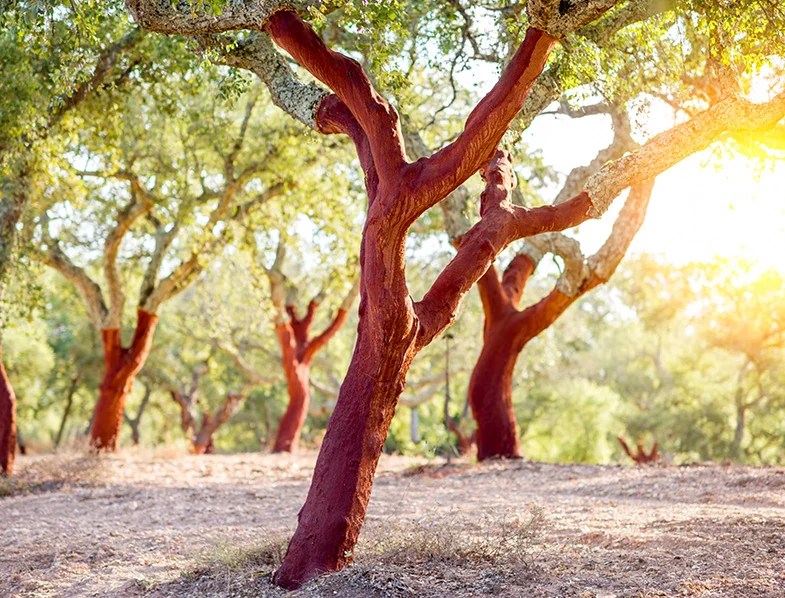 Cork Oak Tree Guide How to Grow & Care for "Quercus Suber"