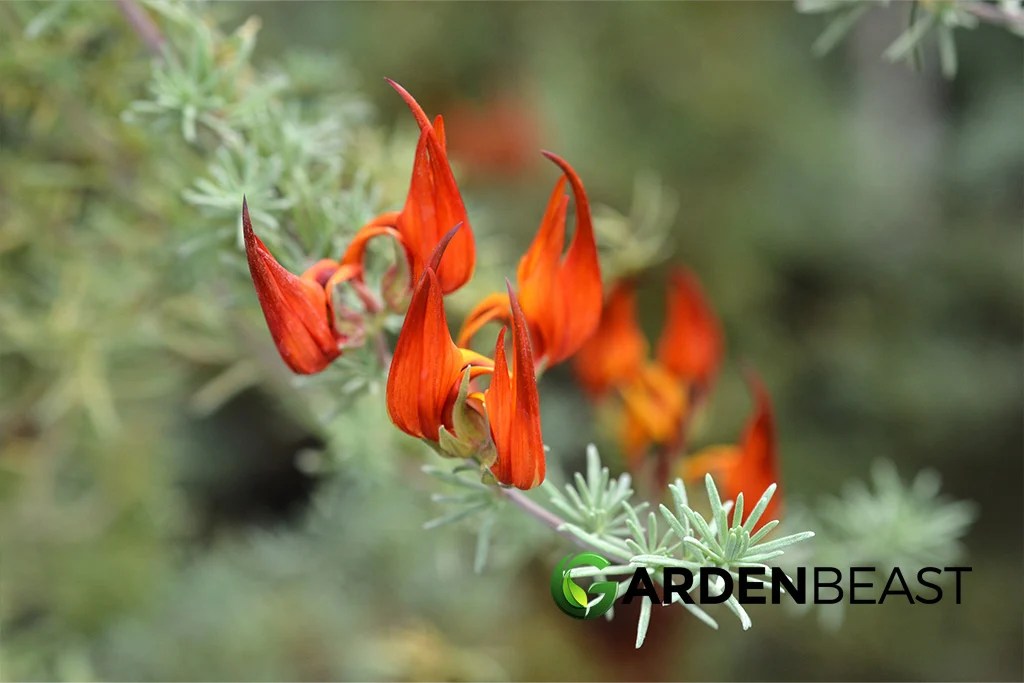 Lotus Berthelotii Guide How to Grow & Care for “Parrot’s Beak”