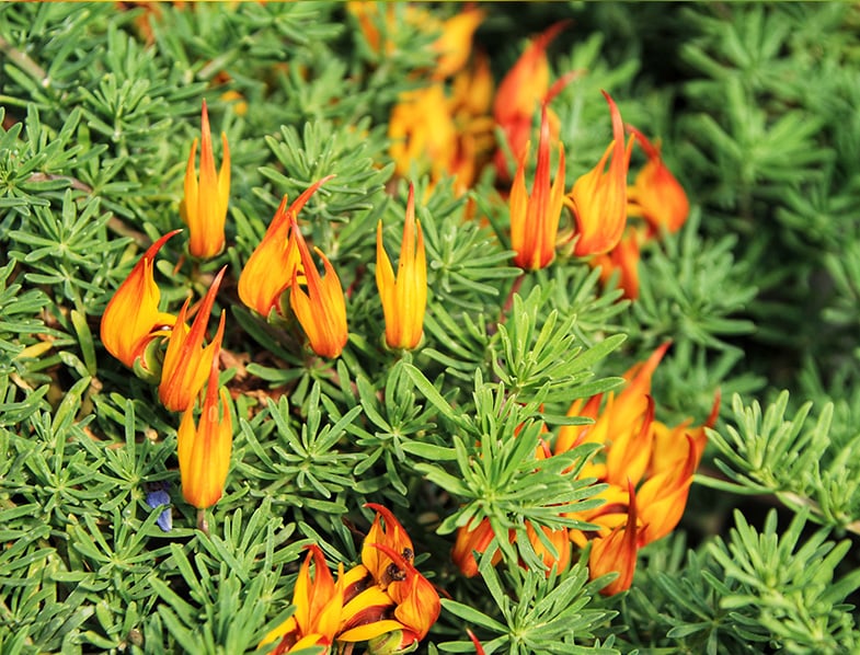 Lotus Berthelotii Guide How to Grow & Care for “Parrot’s Beak”