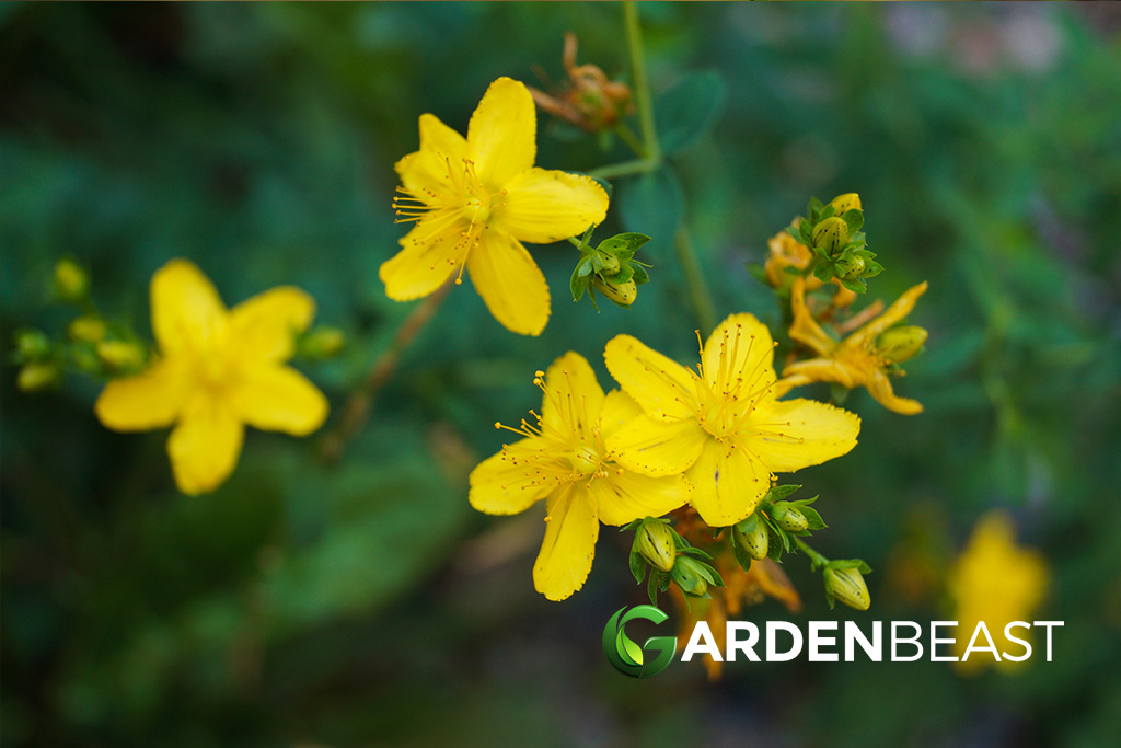 Hypericum Guide How to Grow & Care for “St. John’s Wort Plant”