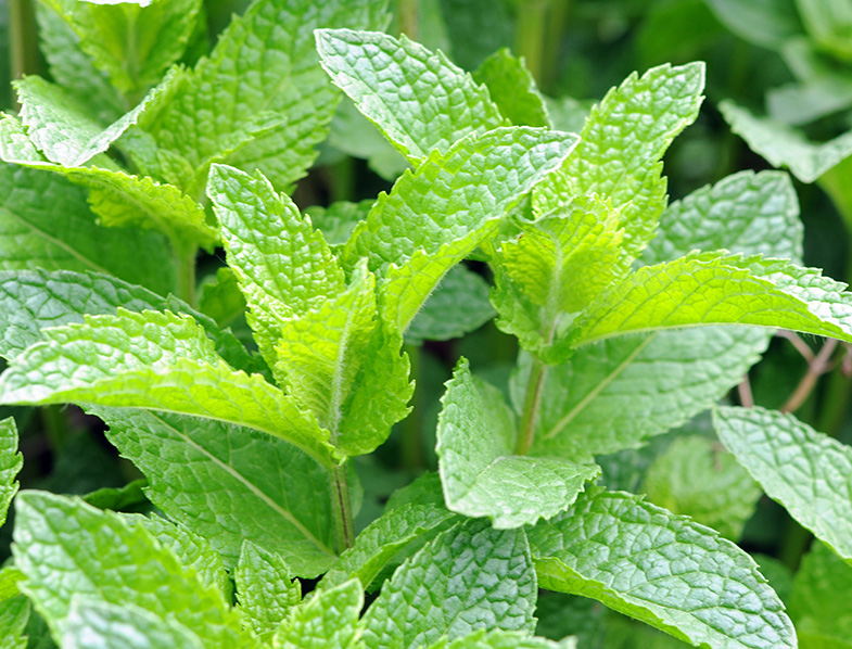Peppermint Guide How to Grow and Care for 'Mentha × piperita'