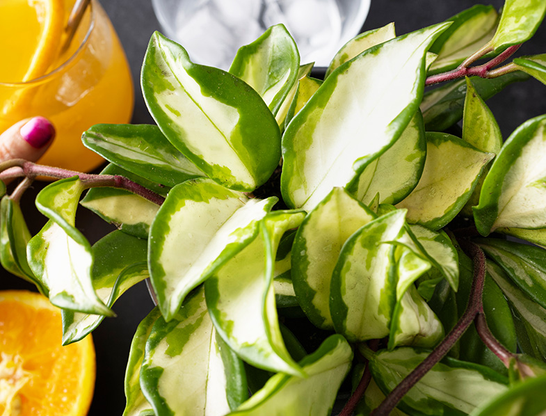 Hoya Carnosa How to Grow & Care for “Hindu Rope Plant"