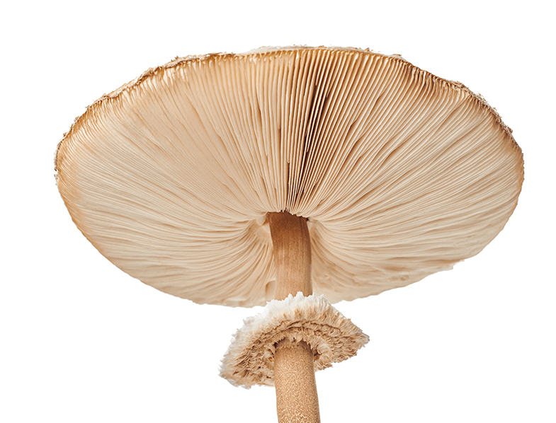Parasol Mushrooms Guide How to Grow & Cook "Macrolepiota procera"