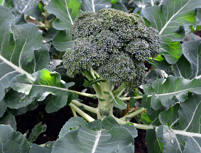 Broccoli Guide How to Grow & Care for “Brassica Oleracea var. Italica