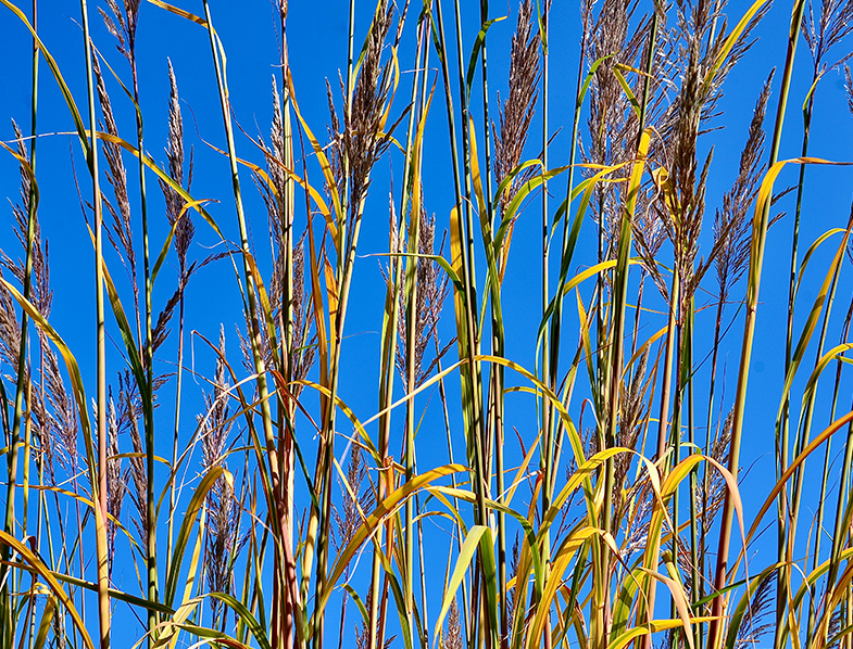 Calamagrostis Guide How to Grow & Care for "Reed Grass" GardenBeast