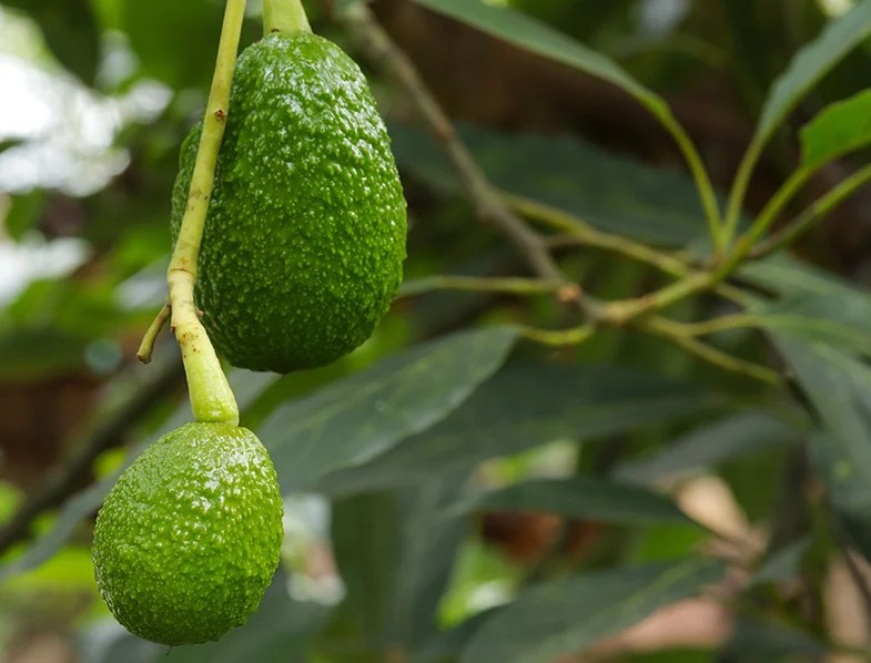How to Grow an Avocado Tree from Seed All You Need to Know!