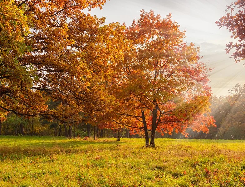How to Grow a Red Oak Tree A StepbyStep Guide