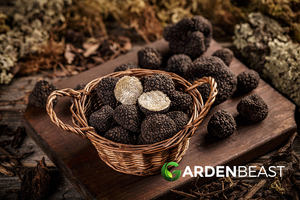 Truffles Guide How To Grow & Harvest Truffles