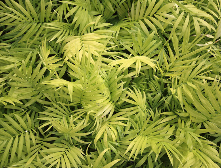 How to Grow & Care for Cat Palms Complete Guide