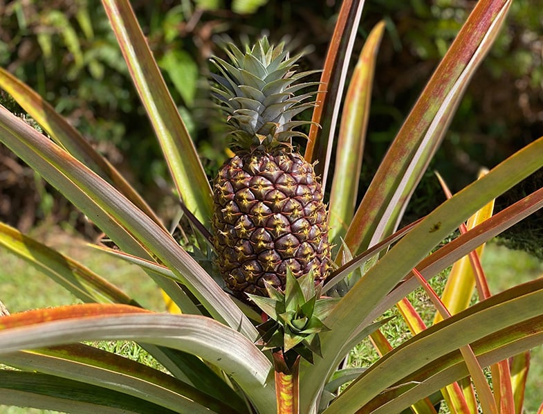 How to Grow & Care for Pineapple Plants Complete Guide