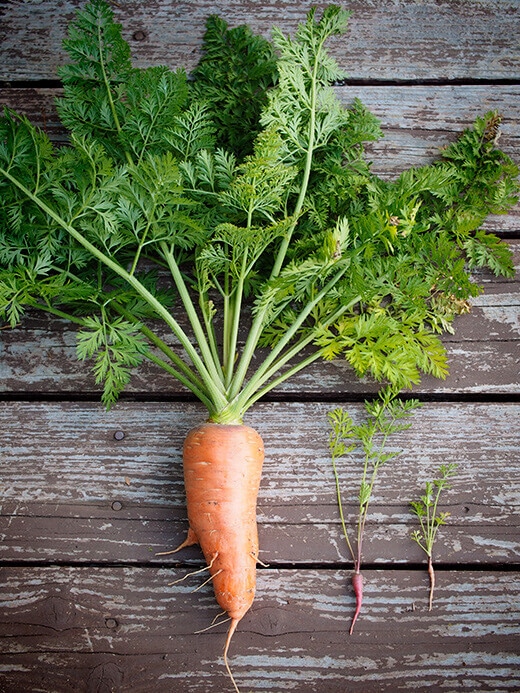 Carrot harvest