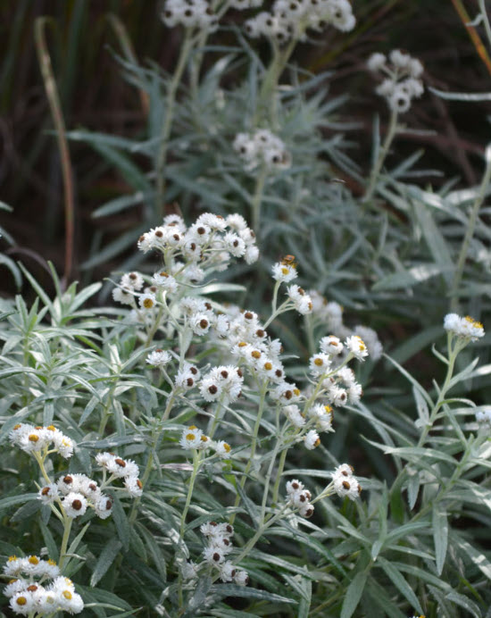 Host plants for butterflies and moths Garden Bite
