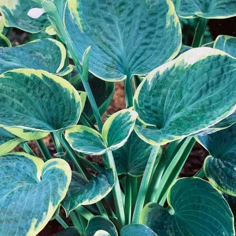 Hosta Sugar Daddy