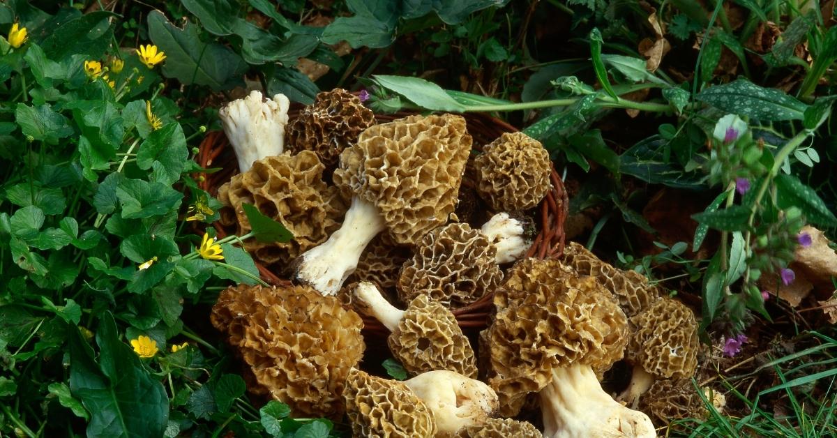 How To Grow Morel Mushroom / Guchhi StepByStep?