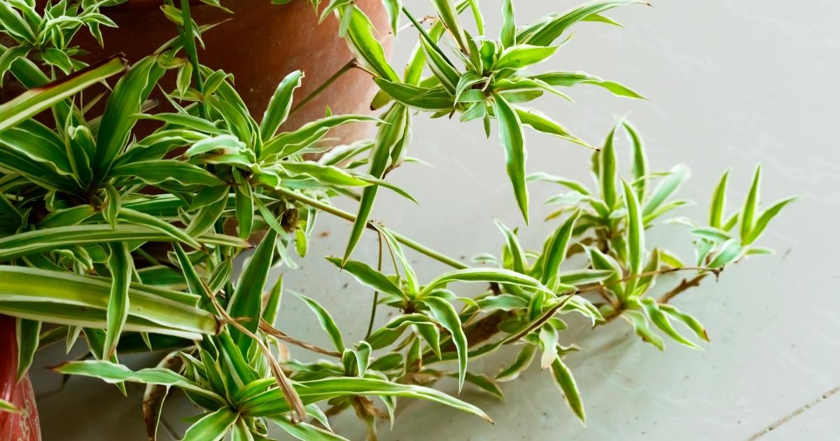 Spider Plant Caring Tips A To Z Guide To Common Issues