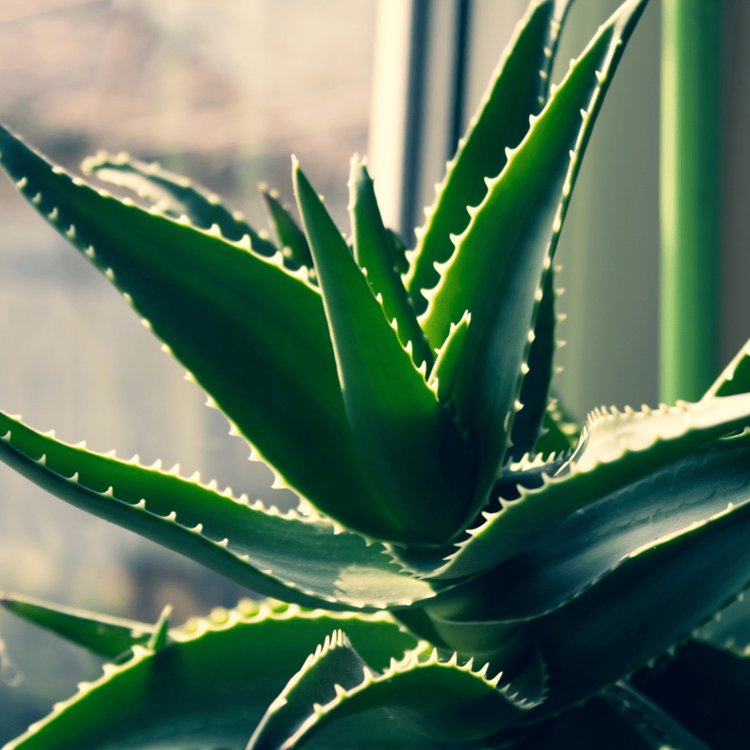 Plants that Look Like Aloe Vera Discover Similar Alternatives