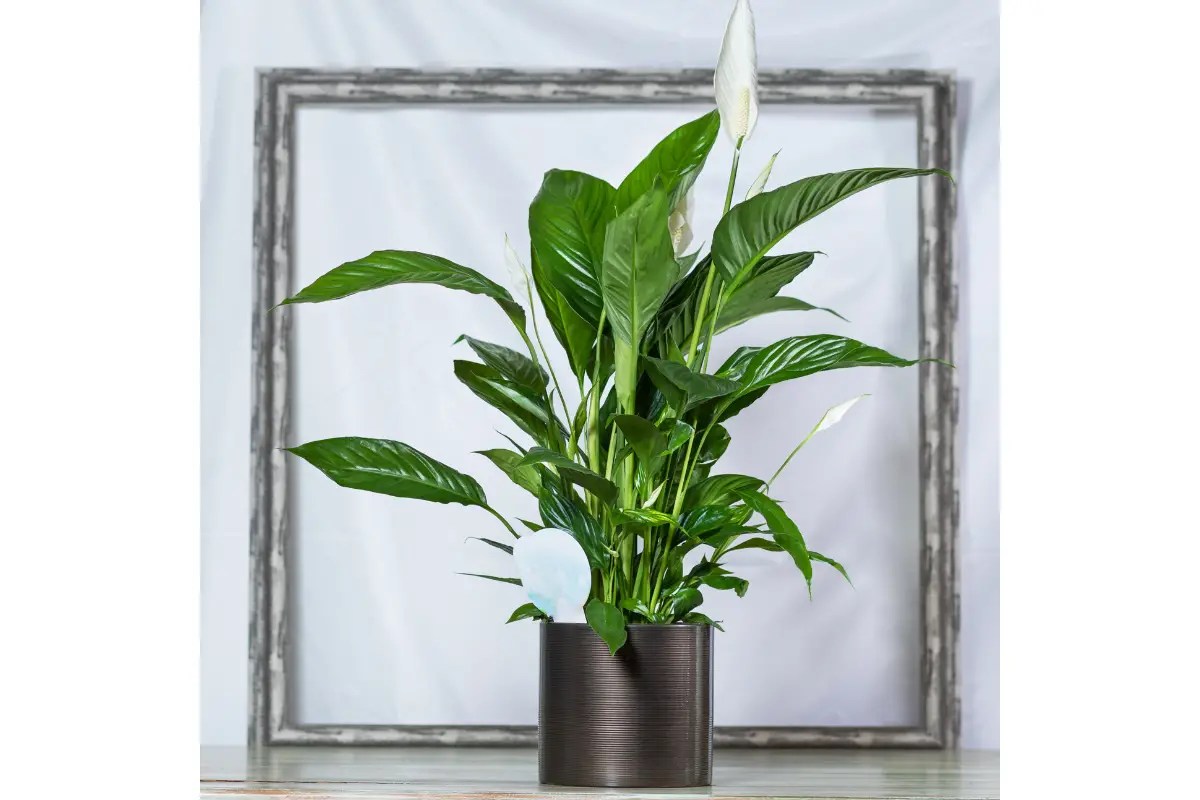 Best Soils and Planters for Peace Lily Optimal Growing Conditions