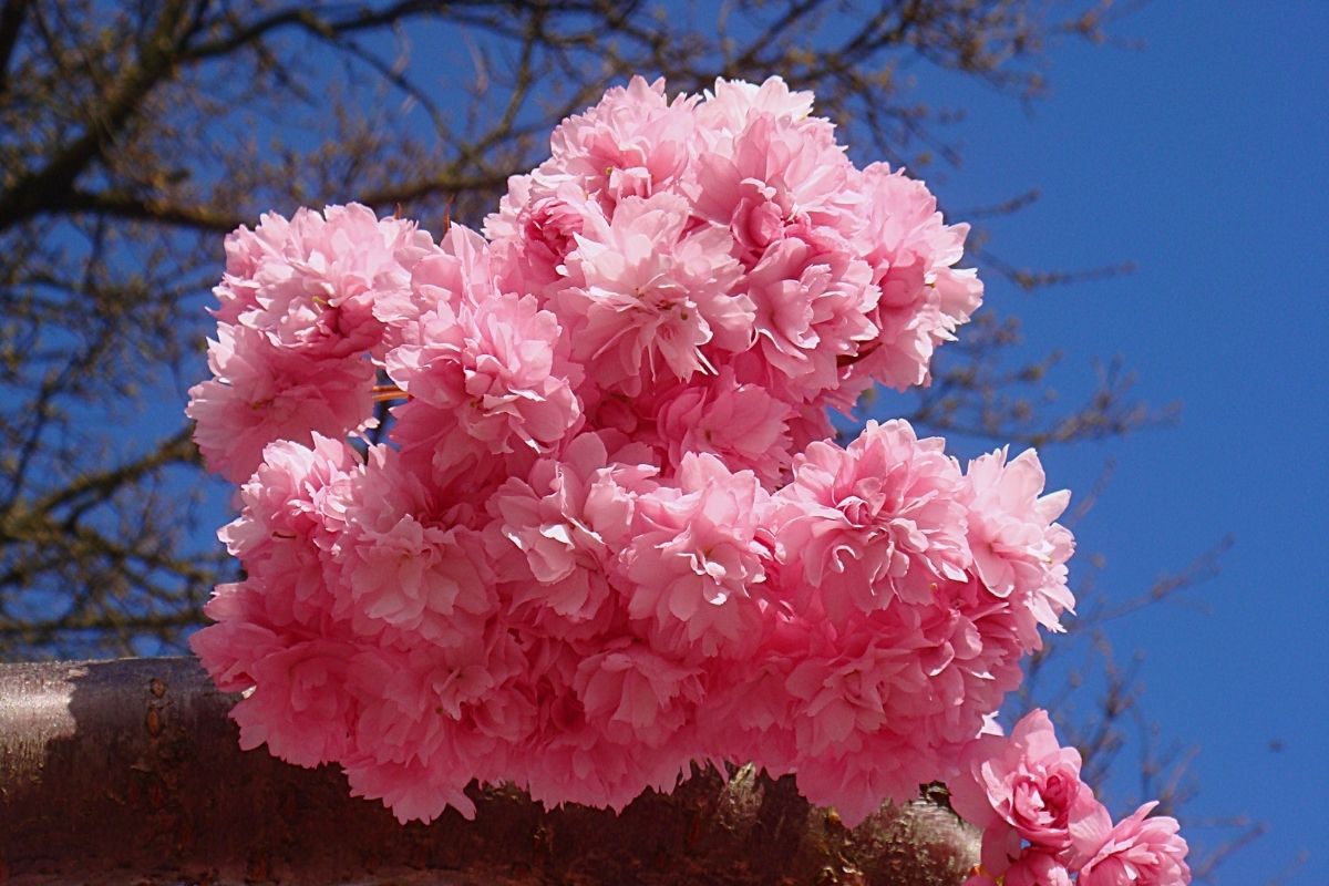Cotton Candy Flowers Varieties, Meanings And Care Tips
