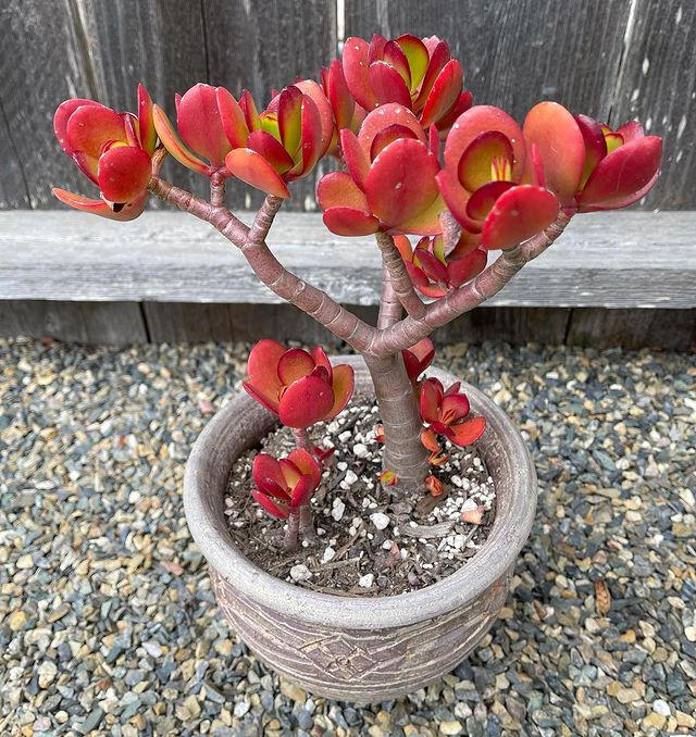 Crassula Jade Plants Care Tips & Propagation Guide