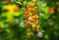 White aspen fruit taste