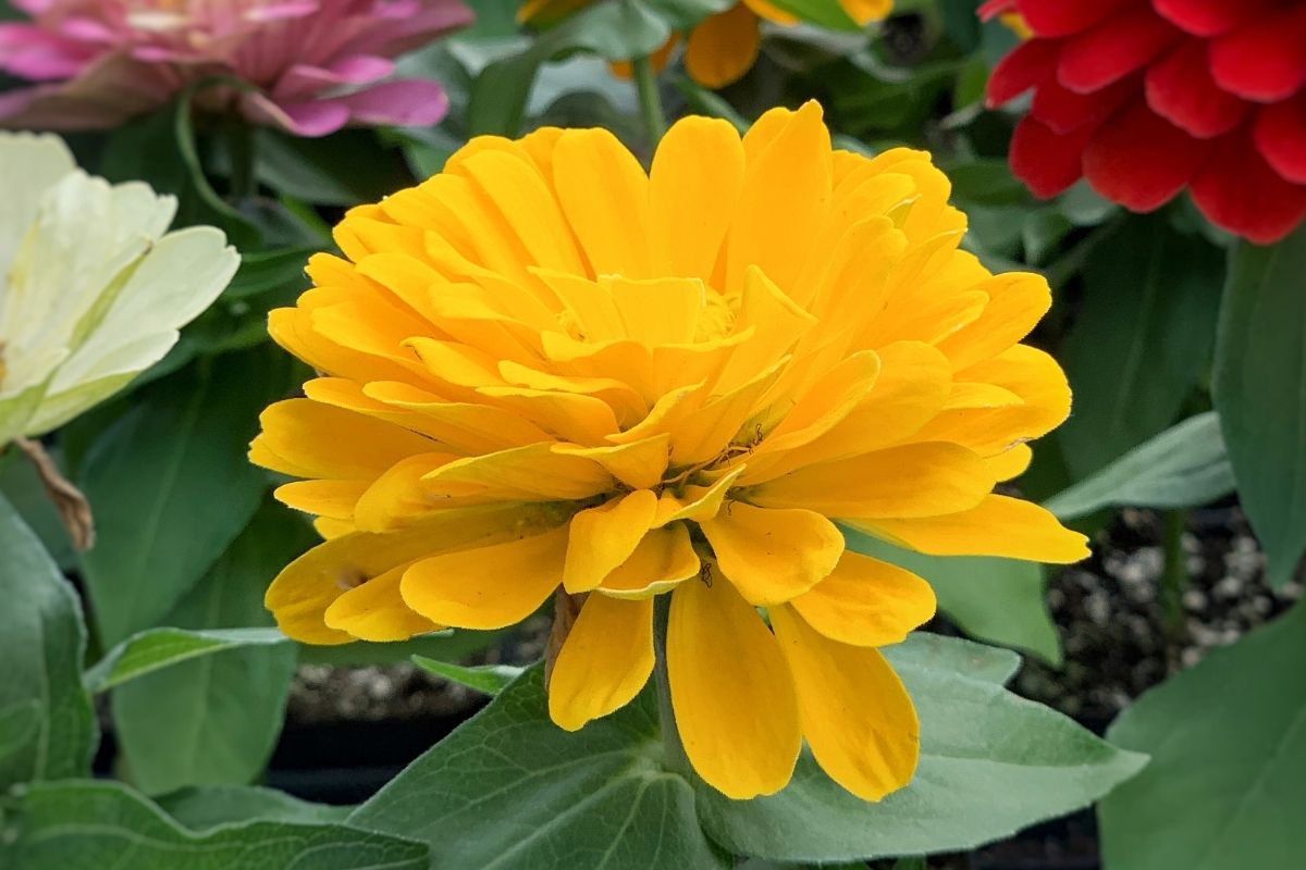 Yellow Flowers Brighten Your Garden with These Vibrant Blooms
