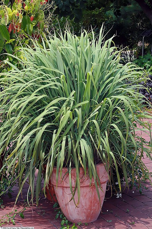 Lavender Companion Plants Perfect Pairings For Your Garden