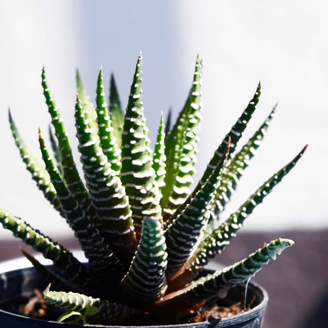 Plants that Look Like Aloe Vera Discover Similar Alternatives