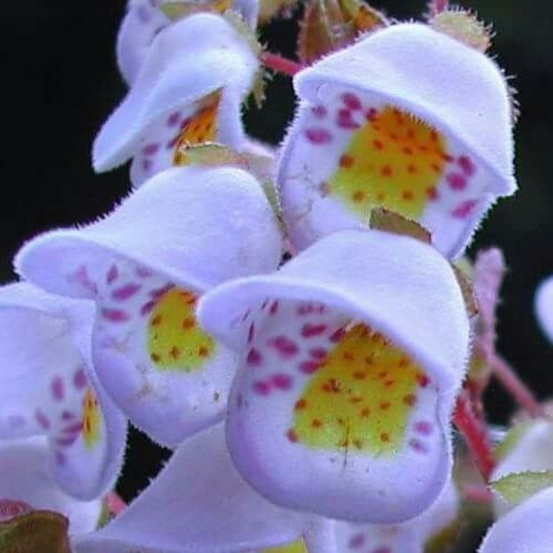 Flowers That Start with J Varieties, Meanings And Care Tips