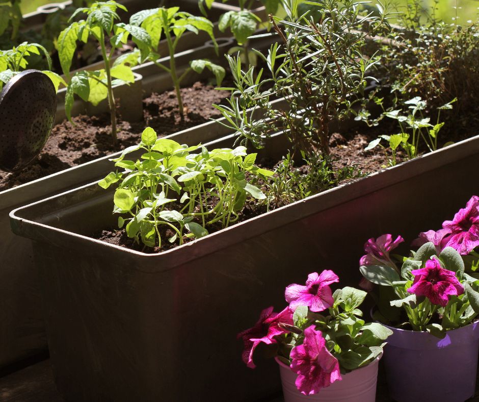How to Use Compost for a Thriving Garden The Complete Guide Garden
