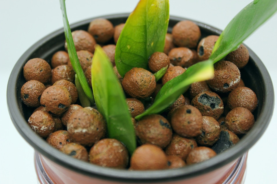 What is Leca, Why Use It? Growing Guide Garden Crafted