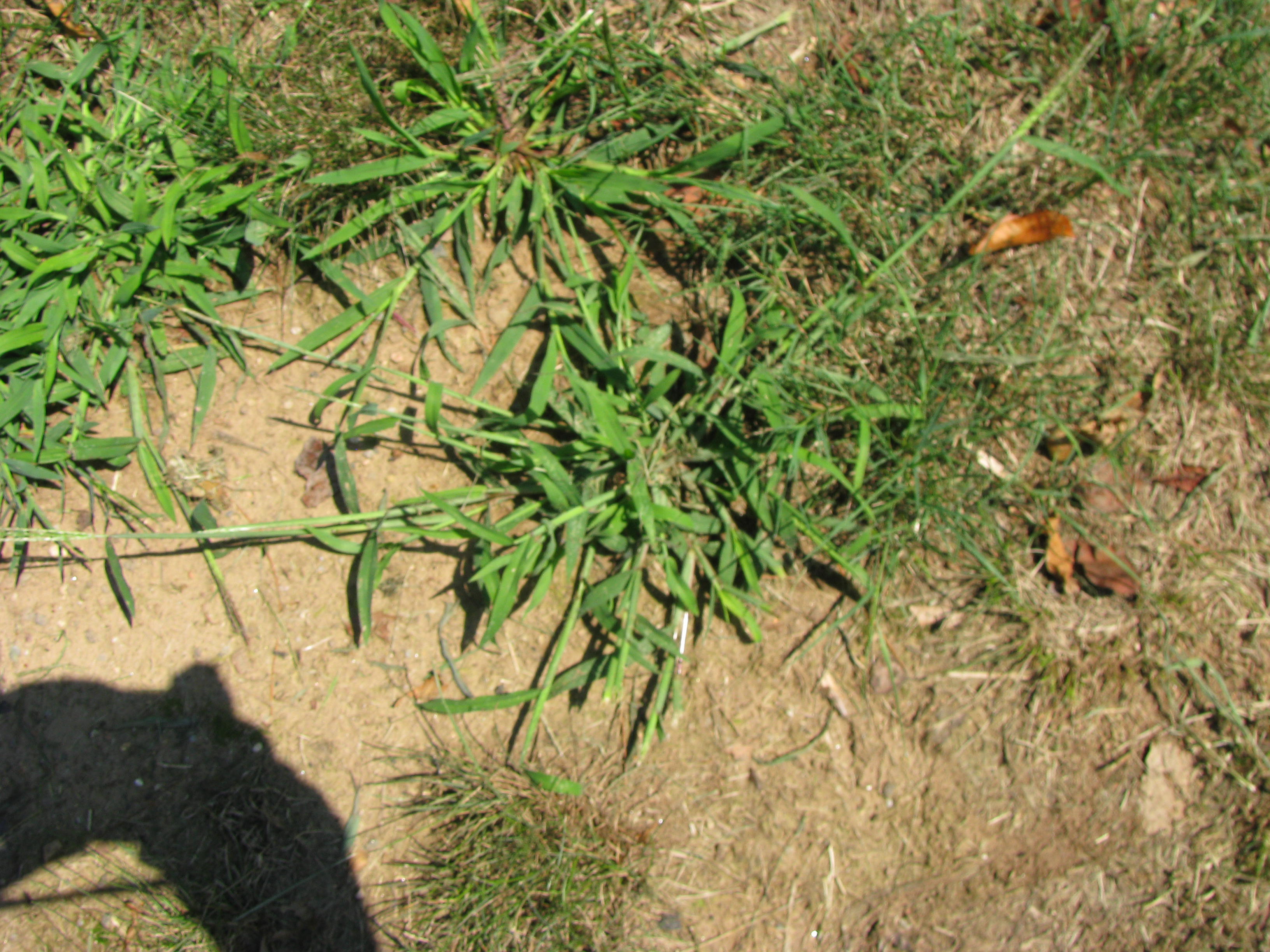 Crabgrass Control? Gardendaze