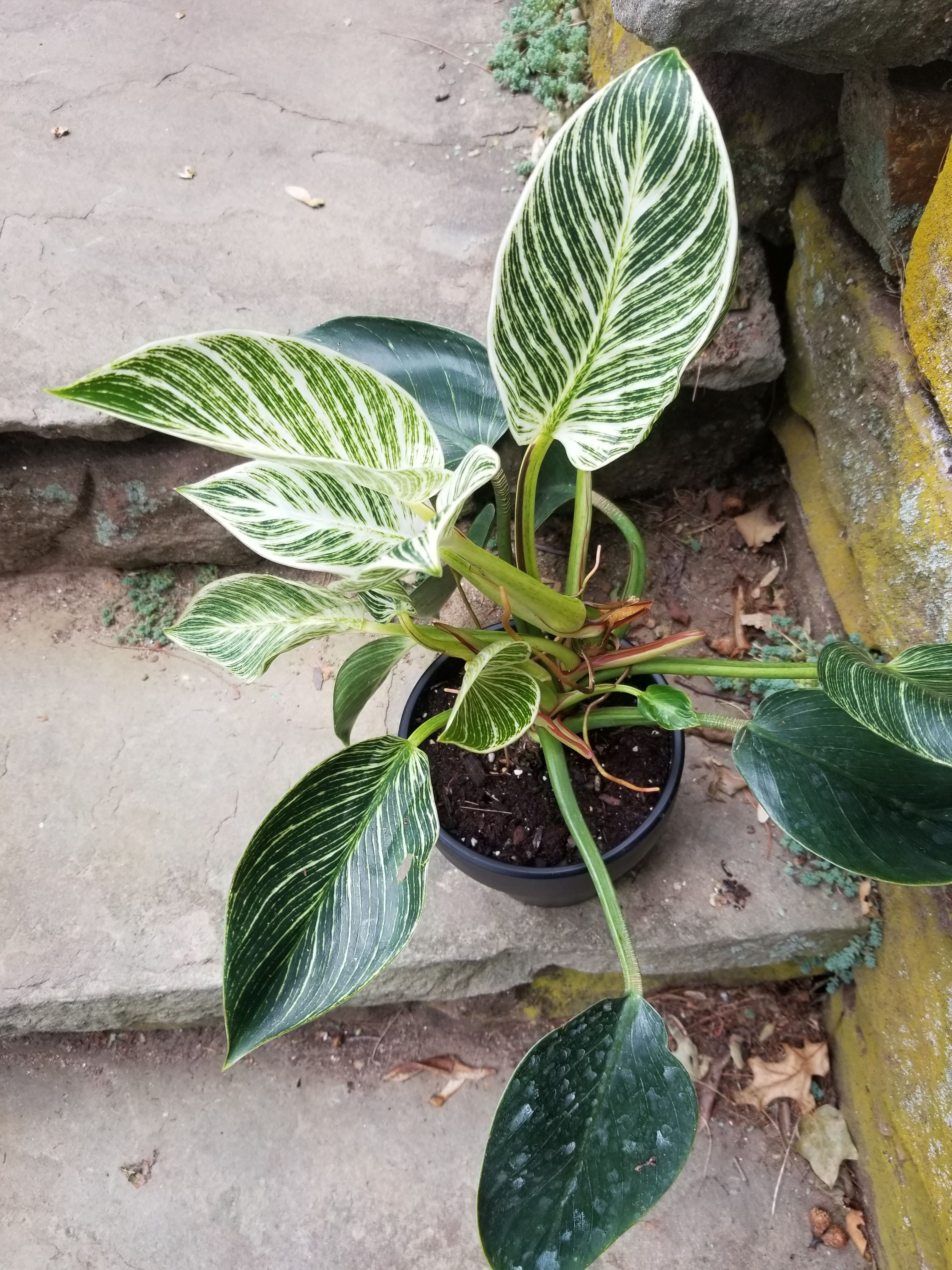 “Trendy” House Plants for 2022 Gardendaze