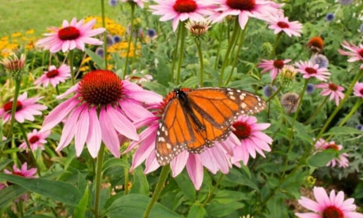 Create Perennial Flower Bed Planting Plan For Sunny And Shady Locations